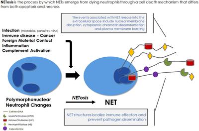 What is the role of the neutrophil extracellular traps in the cardiovascular disease burden associated with hemodialysis bioincompatibility?